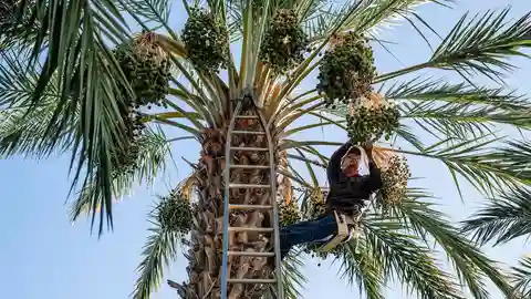 Dates as the hottest snack